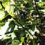 Black Currant Extract/Ribes nigrum/Anthocyanin